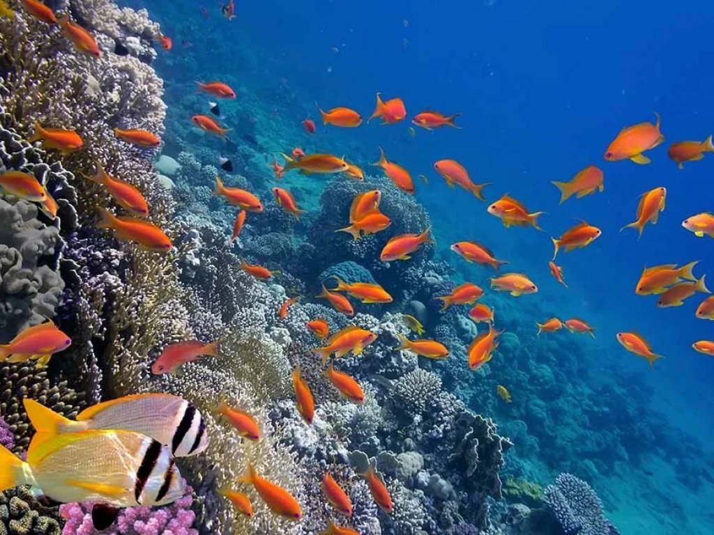 İzmir Çıkışlı Sharm El Sheikh Turu (7 Gece - 8 Gün)